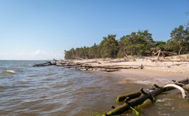 Umgestürzte Bäume dienen als natürlicher Schutzwall gegen das Meer...