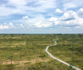Blick vom Aussichtsturm im Sooma Nationalpark