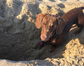 Fiete hat hier seine perfekt Sandkiste gefunden und buddelt...
