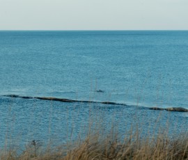 ... beobachtet Sebastian Schweinswale, die die Küste auf und ab schwimmen.