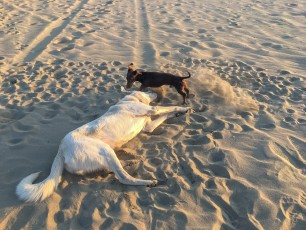 Anderer Strand - anderer Hund - gleiches Spiel.